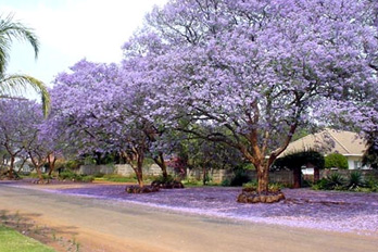 Jacaranda Flowers